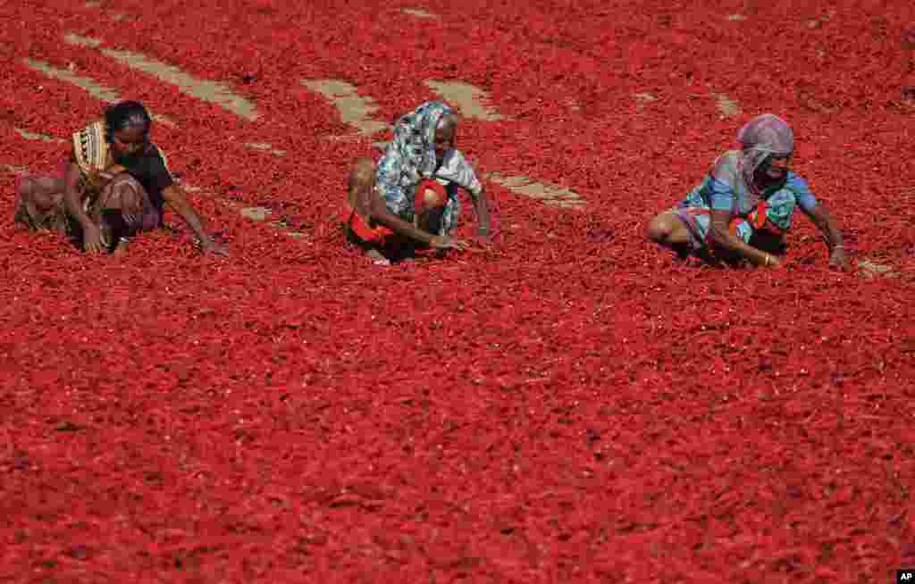 Indian women sort red chili peppers to dry at Shertha village in the western Indian state of Gujarat.