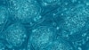 Stem Cells From Urine May Treat Human Diseases