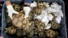 Turtles in Demand as Pets, Leading to Increase in Poaching