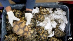 Wildlife Conference Turtle Poaching