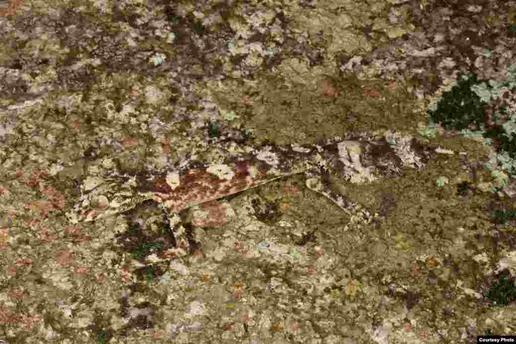 WLeaf-Tailed Gecko – ‘กิ้งก่าหางใบไม้’ พบในออสเตรเลีย มีตัวยาวและผอมกว่ากิ้งก่าทั่วไป ดวงตาโตใหญ่ มีหางแบนเหมือนใบไม้ ความยาวทั้งตัวประมาณ 4 นิ้ว ชอบพรางตัวอยู่ตามก้อนหินหรือใบไม้เพื่อรอเหยื่อ