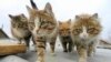Cats in Brussels, Prince Charles and a Big Kiss
