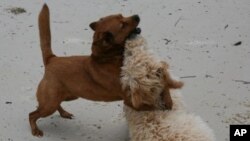 Em Cabinda os cães (e gatos) também se abatem