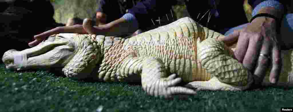 Seekor buaya caiman albino jantan yang disebut "Bino" menerima pengobatan akupunktur di akuarium Sao Paulo, Brasil, 13 Agustus 2013. "Bino" menerima terapi akupunktur mingguan untuk pengobatan scoliosis dan kyphosis.