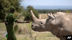 Seorang jagawana bersama badak putih betina, Najin yang berusia 30 tahun di kawasan konservasi Ol Pejeta, di Kenya. Najin adalah satu dari dua badak putih utara yang tersisa di Bumi. 