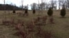 Trees Tell Lost Tales of US Civil War Soldiers