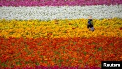 A field worker picks Ranunculus flowers at ‘The Flower Fields’ in Carlsbad, California, U.S., April 1, 2021. The visas are used to fill jobs in farm working, landscaping, construction as well as in seafood and meat processing plants and amusement parks.