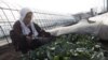 For Japan Farmers, Radiation Fears Mean Economic Pain