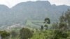 La nouvelle espèce de singe habiterait les forêts du bassin du Lomani en RDC