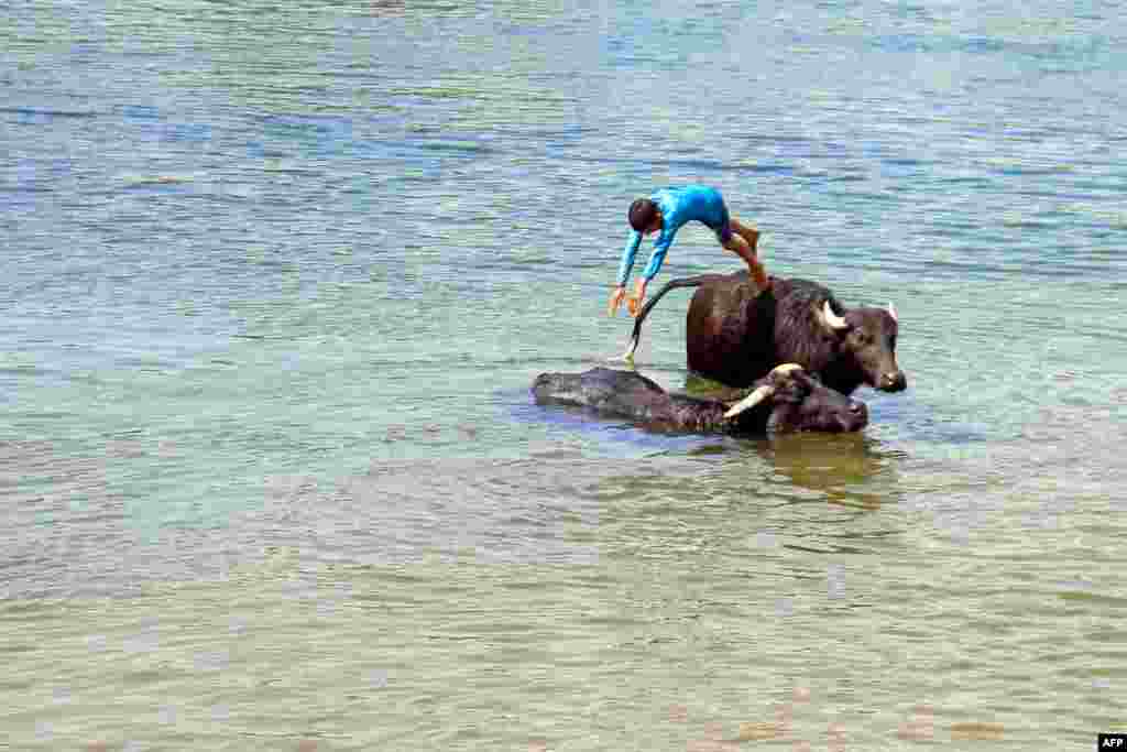 អ្នកចិញ្ចឹមសត្វក្របីកំពុងគង្វាលសត្វចិញ្ចឹមរបស់ខ្លួននៅក្នុងទីក្រុង Umm Khashm ដែលមានចម្ងាយប្រមាណ២៥គីឡូម៉ែត្រពីទីក្រុង Najaf ប្រទេសអ៊ីរ៉ាក់។