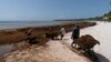 Belize to Launch Project to Make Biofuel From Seaweed Clogging Coasts