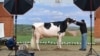 Pig or Pork? Cow or Beef?