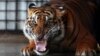 Perdagangan Harimau Indonesia Mendunia
