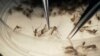 Zika afectaría turismo en el Caribe