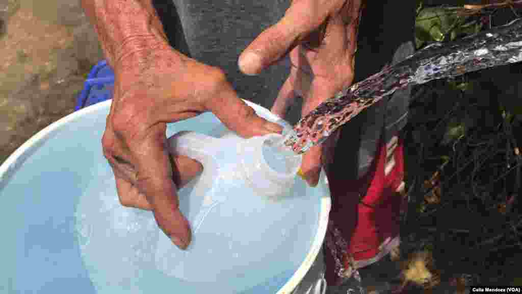 Residentes en Manatí, Puerto Rico, recogen agua de lluvia para aliviar la ausencia de agua potable y electricidad tras el paso del huracán María. (VOA/Celia Mendoza) 