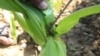 Ejensiin USA biyya alaatiin gargaartu, USAID raammoo midhaan Afrikaatti baafatte 'Fall armyworms ' diqqeessuf fala teknoolojiitti jira 