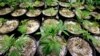 呼籲修改緝毒法：活動人士國會山吸大麻