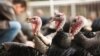 Traditional Turkeys Are Disappearing Breed
