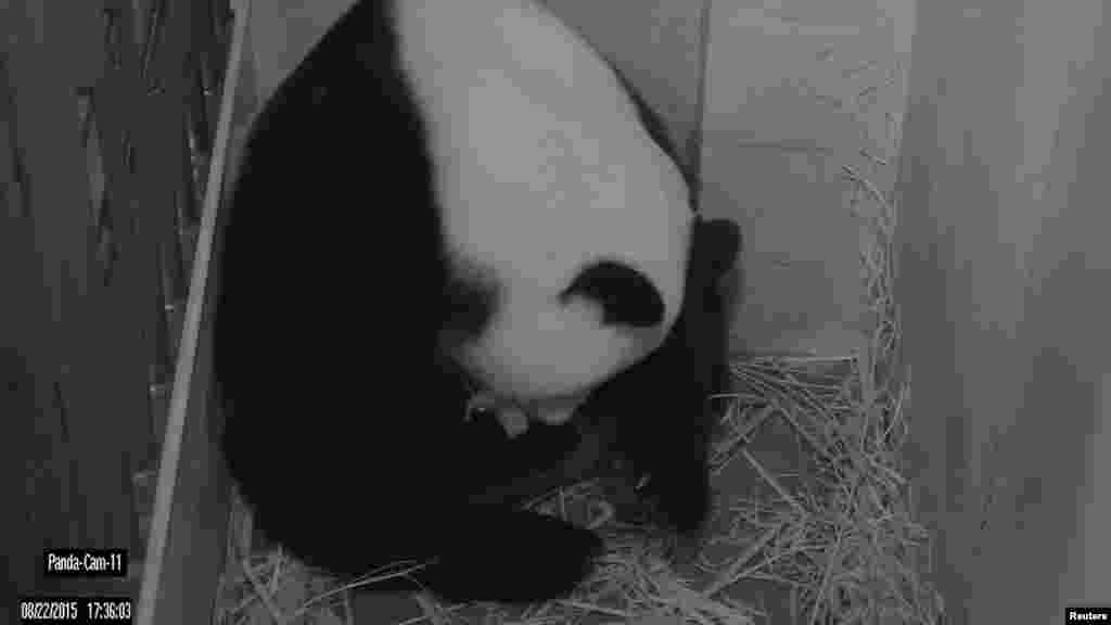 The National Zoo's giant panda Mei Xiang is shown in this Giant Panda Cam image after giving birth to two cubs, in Washington, DC, Aug. 22, 2015. 