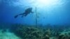 Cubans Grow Corals, Restore Reef with Limited Support
