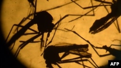 Nyamuk Aedes aegypti di laboratorium Universitas El Salvador, San Salvador, 3 Februari 2016. (Foto: dok).