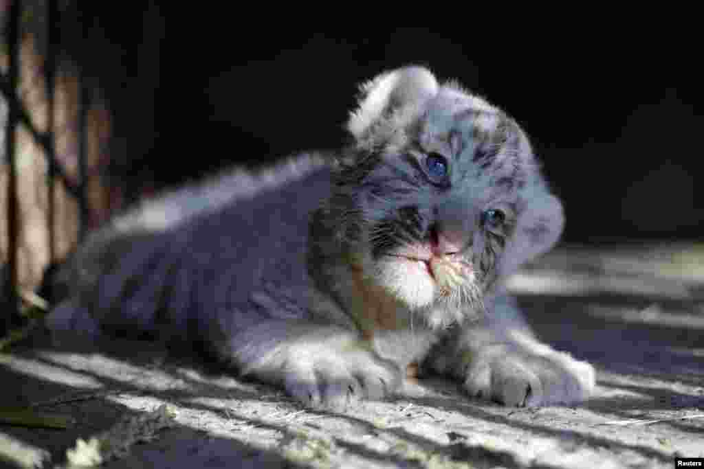 Seekor bayi harimau Siberia putih yang baru lahir di kandangnya di kebun binatang Ciudad Juarez, Meksiko.