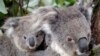 Australia Lost One-Third of its Koalas in Last Three Years