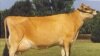 Zimbabwe Dairy Industry Seen on Verge of Collapse Following Decade of Land Reform