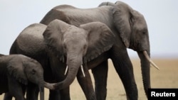 Poachers often kill elephants for their ivory.