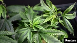 A new study challenges the idea that smoking marijuana during adolescence can lead to declines in intelligence.