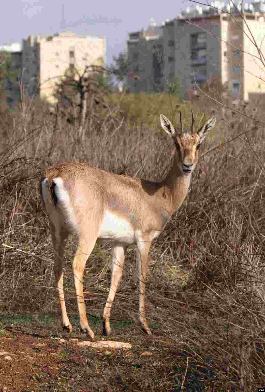 A gazelle seen in Jerusalem’s new Gazelle Valley Park, Israel’s biggest urban wildlife site, located in between the neighborhoods of Givat Mordechai and Katamon. (Amir Balaban)