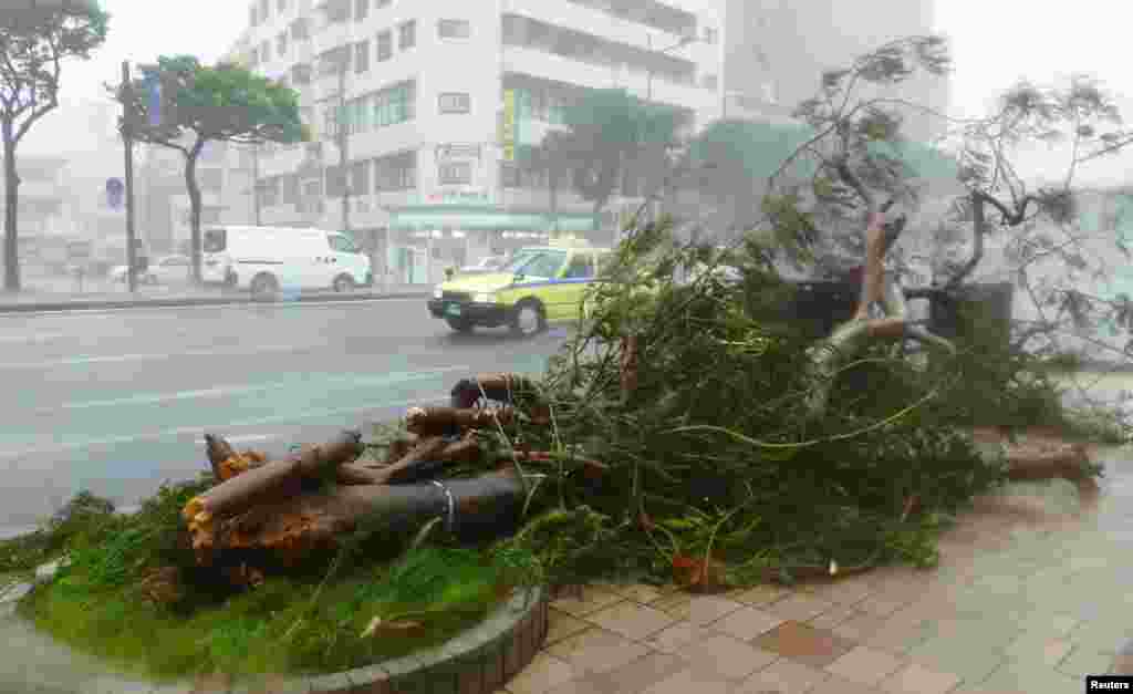 A roadside tree falls due to strong winds of Typhoon Neoguri in Naha, on Japan's southern island of Okinawa, in this photo taken by Kyodo.