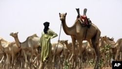 A nomad from the famed Tuareg nomad tribe of the Sahara Desert brings his herd for vaccination to a team of U.S. Special Forces in the Sahara Desert heading out aid near the town of Gao in northeastern Mali. (File Photo)