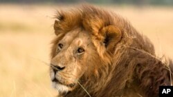 The African Lion is of one of the worlds greatest predators and is now considered an endangered species