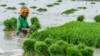 Pemerintah akan Gandeng China Tanam Padi di Kalteng