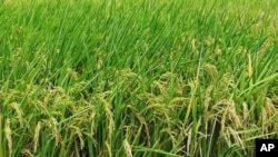 US farmers in general support the bill before Congress that would open the way for the export of rice and other food commodities to Cuba