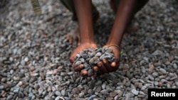 Seorang petani Nigeria memamerkan biji kakao yang sedang dijemur di sebuah pelataran di desa Iragbiji, barat daya Nigeria (Foto: dok). 