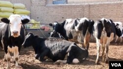 پکتیا کې د غواګانو یو فارم