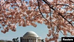 El Monumento a Thomas Jefferson está enmarcado por flores de cerezo alrededor del Tidal Basin en Washington. Foto de archivo.