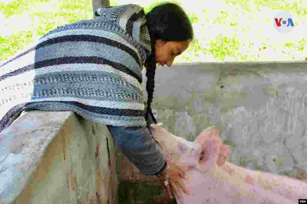 Económicamente, este proyecto les ha servido para adquirir otros animales para la finca, como un par de cerdos.