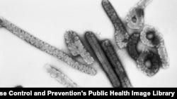 This negative stained transmission electron micrograph (TEM) depicts a number of filamentous Marburg virions. Courtesy: CDC