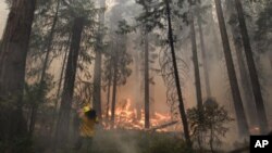 La tala y los incendios forestales son las causas primordiales de la composición actual de los bosques, según nueva investigación.
