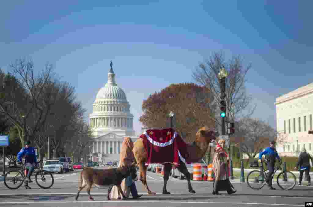 Beberapa anggota organisasi 'Faith and Action' menuntun keledai dan unta saat mereka melakukan prosesi 'Nativitas' dalam menyambut hari kelahiran Yesus di Washington DC.