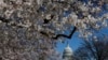 Cuaca Hangat Bisa Percepat Mekarnya Sakura di Washington