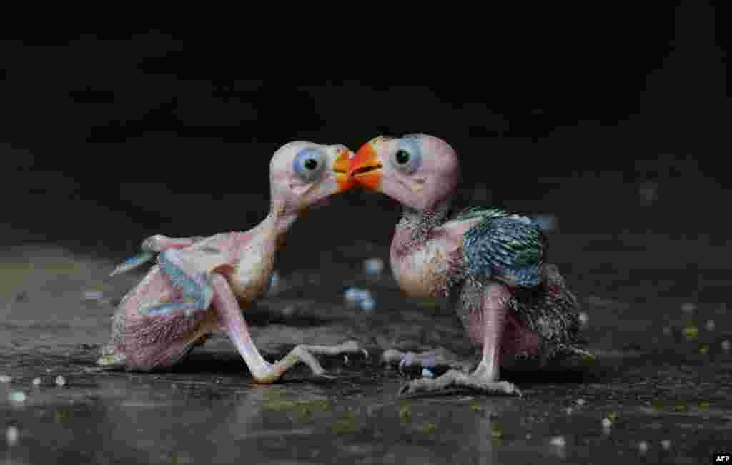 Sepasang anak burung beo di sebuah pasar burung di kota Dimapur, India, setelah tertangkap di hutan oleh pemburu lokal dan ditawarkan untuk dijual di negara bagian Nagaland, India timur laut.