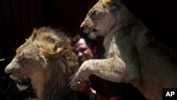 Kevin Richardson, yang juga dikenal sebagai 'Pembisik Singa' bermain-main dengan singa jantan dan betina di taman satwa singa dekat Johannesburg, Afrika Selatan (foto: dok). 