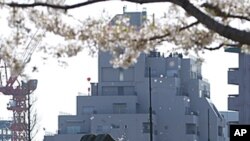 Patriot Advanced Capability-3 (PAC-3) land-to-air missiles are seen under cherry blossoms at the Defence Ministry in Tokyo, April 12, 2012.