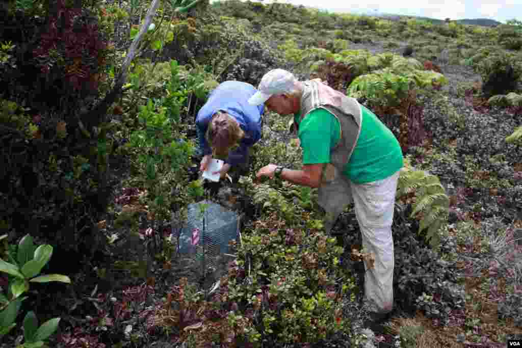 Steve Perlman and Wendy Kishida inspect a protective cage where one of Hawaii's rarest plants, a Platanthera holochila (native orchid), had been outplanted. Kokee, Kauaʻi, 2011. (Photo by Jon Letman/NTBG)