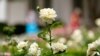 Melania Trump Hosts Official Reopening of White House Rose Garden