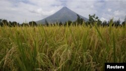 Rice stalks ready for harvesting are pictured in a field near the Mayon volcano in Daraga, Albay, in central Philippines, April 3, 2016.